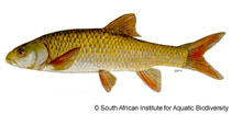Image of Labeobarbus aeneus (Smallmouth yellowfish)