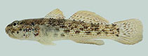 Image of Bathygobius antilliensis (Antilles frillfin)