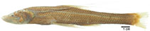 Image of Bathypterois atricolor (Attenuated spider fish)