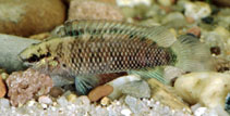 Image of Badis badis (Badis)