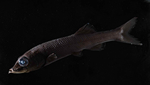 Image of Bajacalifornia burragei (Sharpchin slickhead)