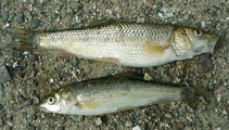 Image of Luciobarbus callensis (Algerian barb)