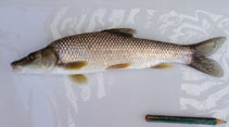 Image of Luciobarbus comizo (Iberian barbel)