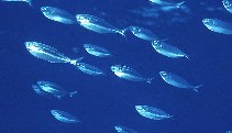Image of Bathystethus cultratus (Grey knifefish)