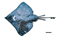 Image of Bathyraja leucomelanos (Domino skate)