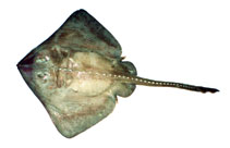 Image of Bathyraja matsubarai (Dusky-purple skate)