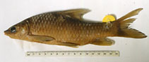 Image of Labeobarbus osseensis 