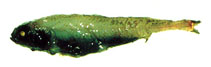 Image of Bathylagus pacificus (Slender blacksmelt)