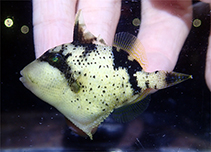 Image of Balistoides viridescens (Titan triggerfish)