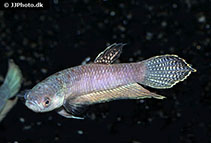 Image of Betta antoni 