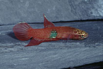 Image of Betta brownorum 