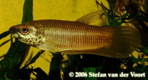 Image of Betta pardalotos 