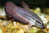 Image of Betta falx 