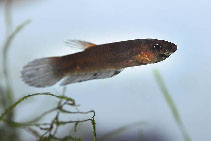 Image of Betta ideii 