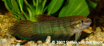 Image of Betta simorum 