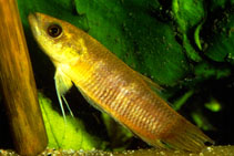 Image of Betta tomi 