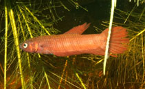 Image of Betta tussyae 