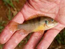 Image of Benitochromis ufermanni 