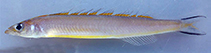 Image of Bleekeria nigrilinea (Black-edged fin sandlance)