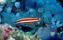 Image of Bodianus opercularis (Blackspot hogfish)
