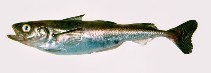 Image of Boreogadus saida (Polar cod)