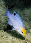 Image of Bodianus speciosus (Blackbar hogfish)