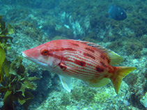 Image of Bodianus unimaculatus (Red pigfish)