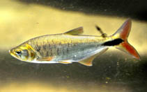 Image of Brycon alburnus 