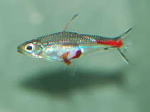 Image of Brittanichthys axelrodi 