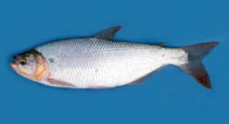 Image of Brycon sinuensis 