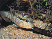 Image of Bujurquina vittata (Banded acara)