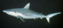 Image of Carcharhinus amblyrhynchos (Blacktail reef shark)