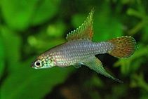 Image of Campellolebias brucei (Swordfin killifish)