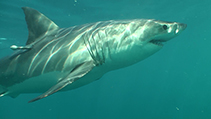 Image of Carcharodon carcharias (Great white shark)