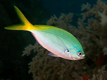 Image of Caesio cuning (Redbelly yellowtail fusilier)