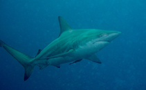 Image of Carcharhinus limbatus (Blacktip shark)