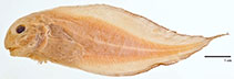 tn_Caros_u7.jpg
