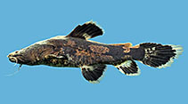 Image of Cephalosilurus albomarginatus 