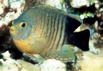 Image of Centropyge eibli (Blacktail angelfish)