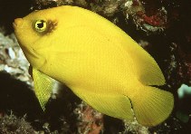 Image of Centropyge heraldi (Yellow angelfish)