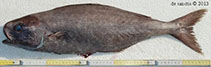 Image of Centrolophus niger (Rudderfish)