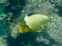 Image of Cetoscarus ocellatus (Spotted parrotfish)