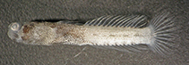 Image of Cerogobius petrophilus (Horned goby)