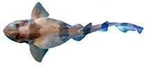 Image of Cephaloscyllium silasi (Indian swellshark)