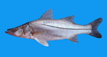 Image of Centropomus viridis (White snook)