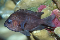 Image of Chromis alta (Oval damselfish)