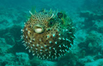 Image of Chilomycterus antennatus (Bridled burrfish)