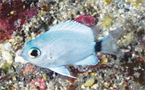 Image of Chromis axillaris (Grey chromis)