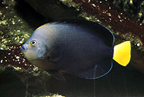 Image of Chaetodontoplus caeruleopunctatus (Bluespotted angelfish)