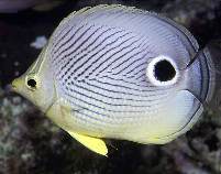 Image of Chaetodon capistratus (Foureye butterflyfish)